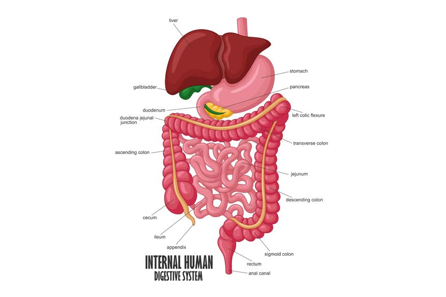 The Foundation of Health: Digestion
